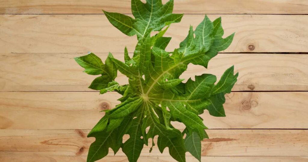 Papaya Leaf